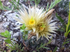 Escobaria missouriensis