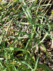 Carlowrightia linearifolia