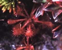 Drosera intermedia
