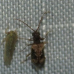 Ptinus texanus