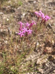 Carphochaete wislizeni