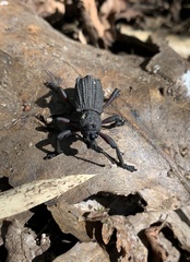 Aegorhinus suturalis