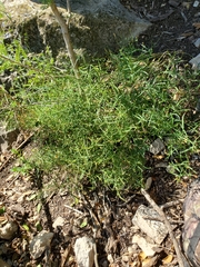 Carlowrightia linearifolia