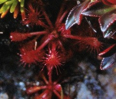 Drosera intermedia