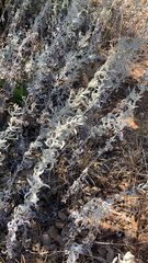 Krascheninnikovia lanata