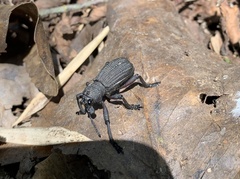 Aegorhinus suturalis