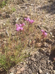 Carphochaete wislizeni