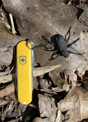 Aegorhinus suturalis