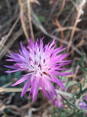 Centaurea crocodylium