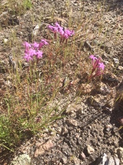 Carphochaete wislizeni