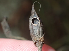 Pyrrhia aurantiago