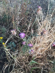 Centaurea crocodylium