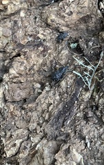 Megalometis spinifer