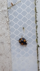 Harmonia axyridis