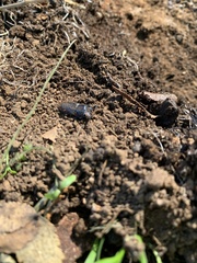 Pycnosiphorus lessonii mandibularis