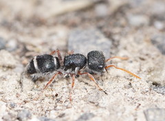 Ephutomorpha porrecticeps