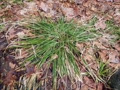 Piptatheropsis pungens