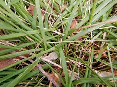 Piptatheropsis pungens