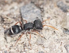 Ephutomorpha porrecticeps