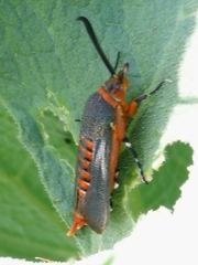 Eichlinia grande