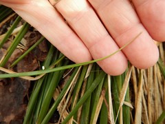 Piptatheropsis pungens