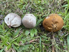 Lycoperdon radicatum