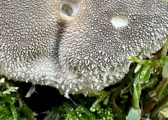 Lycoperdon radicatum