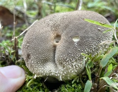 Lycoperdon radicatum