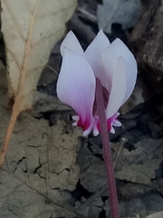 Cyclamen africanum