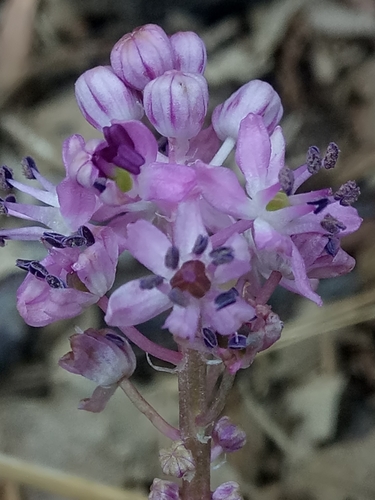 Barnardia numidica