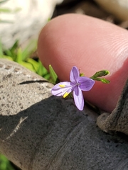 Carlowrightia linearifolia