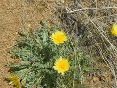 Anisocoma acaulis