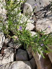 Carlowrightia linearifolia