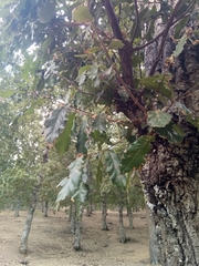 Quercus afares
