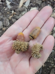 Quercus afares
