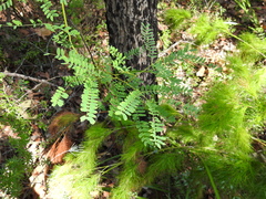 Acacia attenuata