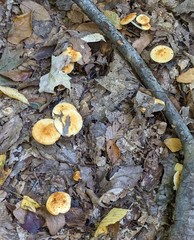 Marasmius strictipes