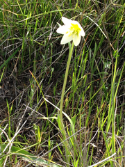 Fritillaria liliacea