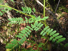 Acacia attenuata