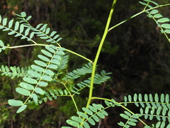Acacia attenuata