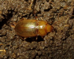 Amara fulva