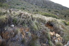 Pseudopentameris macrantha