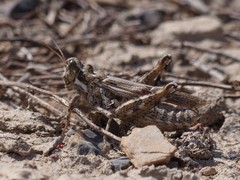 Dericorys carthagonovae