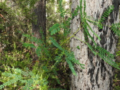 Acacia attenuata