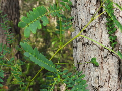 Acacia attenuata