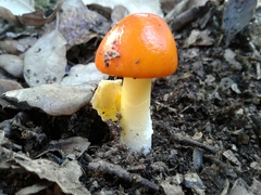 Amanita erythrocephala