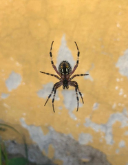 Neoscona oaxacensis