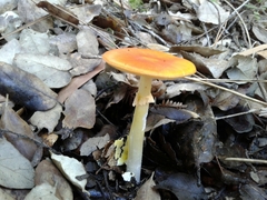Amanita erythrocephala
