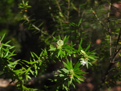 Styphelia leptospermoides