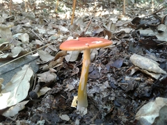 Amanita erythrocephala